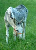 Equus africanus asinus - Donkey