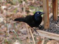Image of: Quiscalus quiscula (common grackle)
