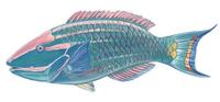 Image of: Sparisoma viride (stoplight parrotfish)