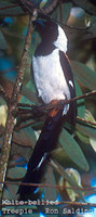 White-bellied Treepie - Dendrocitta leucogastra