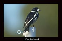 Pied Butcherbird