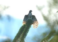 Madagascar Buzzard - Buteo brachypterus