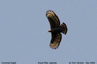 Crowned Hawk-Eagle - Stephanoaetus coronatus