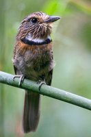 Crescent-chested Puffbird - Malacoptila striata