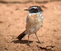 Canary Island Stonechat - Saxicola dacotiae