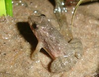 : Pseudopaludicola falcipes; Hensels Swamp Frog
