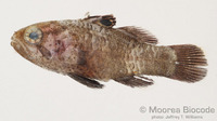 : Apogonichthys ocellatus