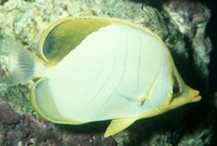 : Chaetodon xanthocephalus; Yellowhead Butterflyfish