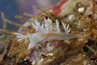 : Dendronotus albus; White Dendronotus