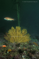 : muricea californica; California Seafan;
