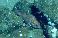Sebastes rufus, Bank rockfish: fisheries