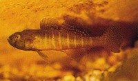 Micropercops swinhonis, : aquarium