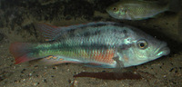 Haplochromis chilotes, :