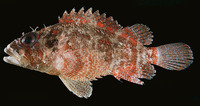 Scorpaenodes scaber, Pygmy scorpionfish: