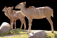 Tragelaphus strepsiceros - Greater Kudu