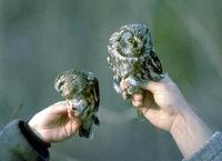 Image of: Aegolius funereus (Tengmalm's owl/boreal owl)