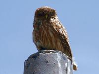 Image of: Athene noctua (little owl)