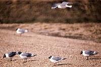 Image of: Larus pipixcan (Franklin's gull)