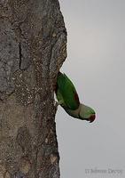 Image of: Psittacula eupatria (Alexandrine parakeet)