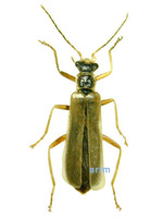 Asiopodabrus fragiliformis - 연노랑목가는병대벌레