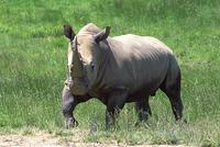 White Rhinoceros (Ceratotherium simum) Status: Lower Risk