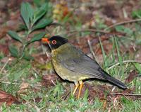 Spotted Nightingale-Thrush (2); El Triunfo, Chiapas, MX (WEB).jpg