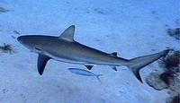 Caribbean Reef Shark - Carcharhinus perezi