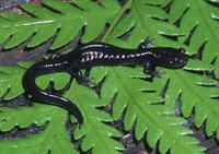: Aneides flavipunctatus; Black Salamander