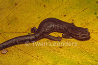 : Bolitoglossa heiroreias; Holy-mountain Salamander