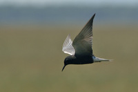 : Chlidonias niger; Black Tern