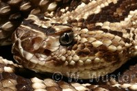 : Crotalus durissus; Neotropical Rattlesnake
