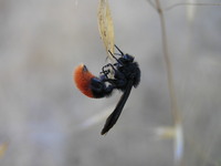 : Dasymutilla sp.; Velvet Ant