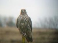 ...This juvenile Gyrfalcon was located by Dan Svingen, photo by Corey Ellingson 5.5 miles east of H