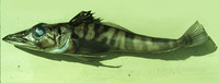 Chaenodraco wilsoni, Spiny icefish: fisheries