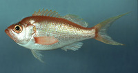 Hemanthias aureorubens, Streamer bass: fisheries