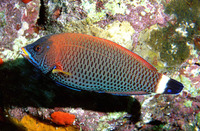 Pseudodax moluccanus, Chiseltooth wrasse: fisheries, aquarium