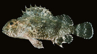 Sebastapistes mauritiana, Spineblotch scorpionfish: