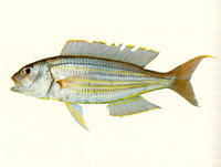Nemipterus tambuloides, Fivelined threadfin bream: fisheries