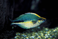Melanotaenia lacustris, Lake Kutubu rainbowfish: gamefish, aquarium