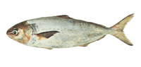 Seriolella punctata, Silver warehou: fisheries