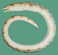 Ophichthus erabo, Fowler's snake eel: