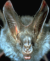Image of: Megaderma spasma (lesser false vampire bat)