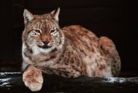 Lynx lynx kozlovi - Irkutsk lynx