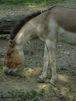 Equus kiang holdereri - Eastern Kiang