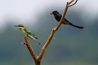 Image of: Merops philippinus (blue-tailed bee-eater), Dicrurus macrocercus (black drongo)