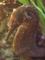 Image of: Hippocampus erectus (lined seahorse)