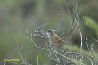 Spectacled Warbler - Sylvia conspicillata