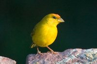 Orange-fronted Yellow-Finch - Sicalis columbiana