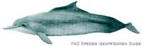 Atlantic Hump-backed Dolphin - Sousa teuszii