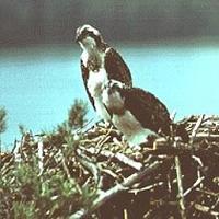 Osprey, Pandion haliaeetus